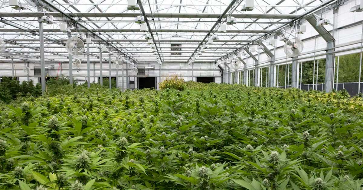 Fiori di canapa in serra in Italia