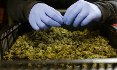 Importazioni di cannabis terapeutica in Germania e Australia