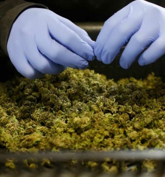 Importazioni di cannabis terapeutica in Germania e Australia