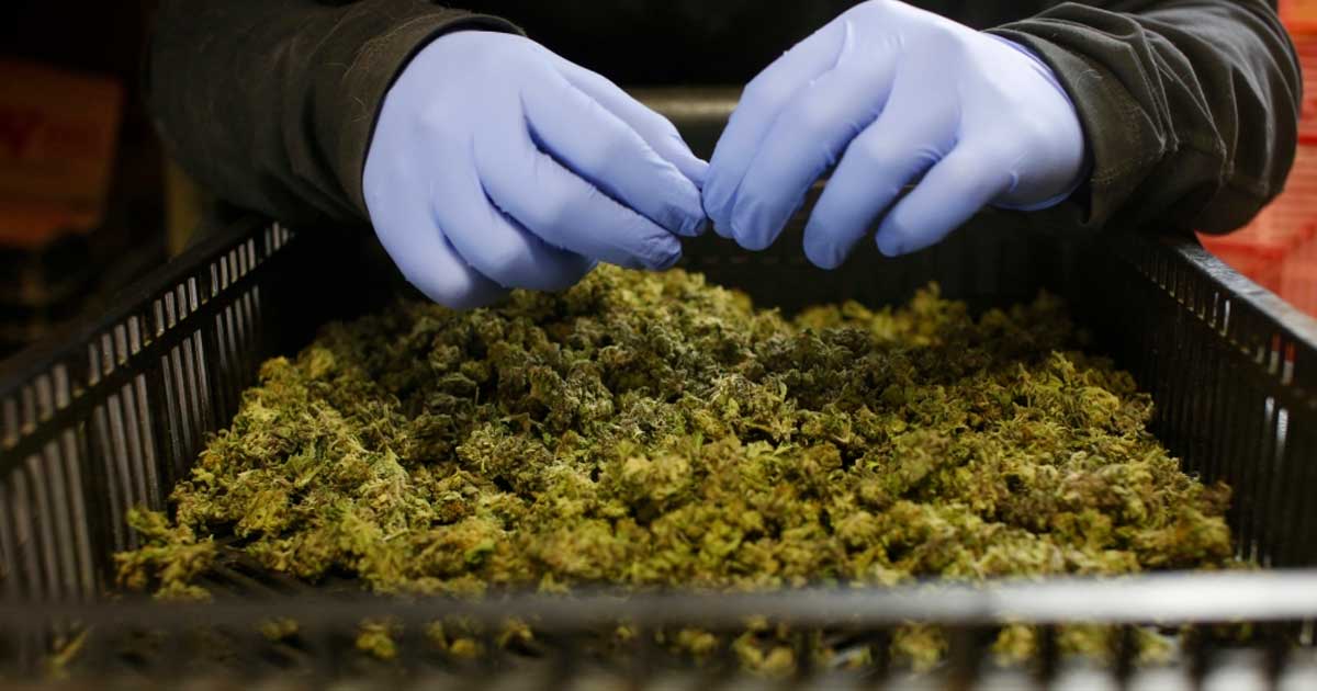 Importazioni di cannabis terapeutica in Germania e Australia