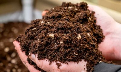 Cannabis del suolo vivente