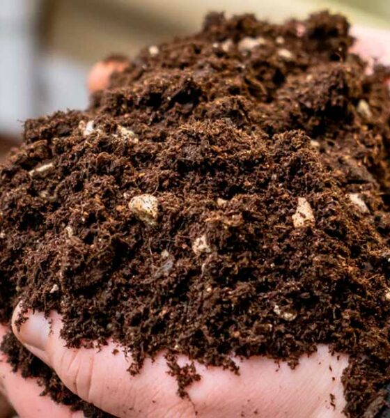 Cannabis del suolo vivente