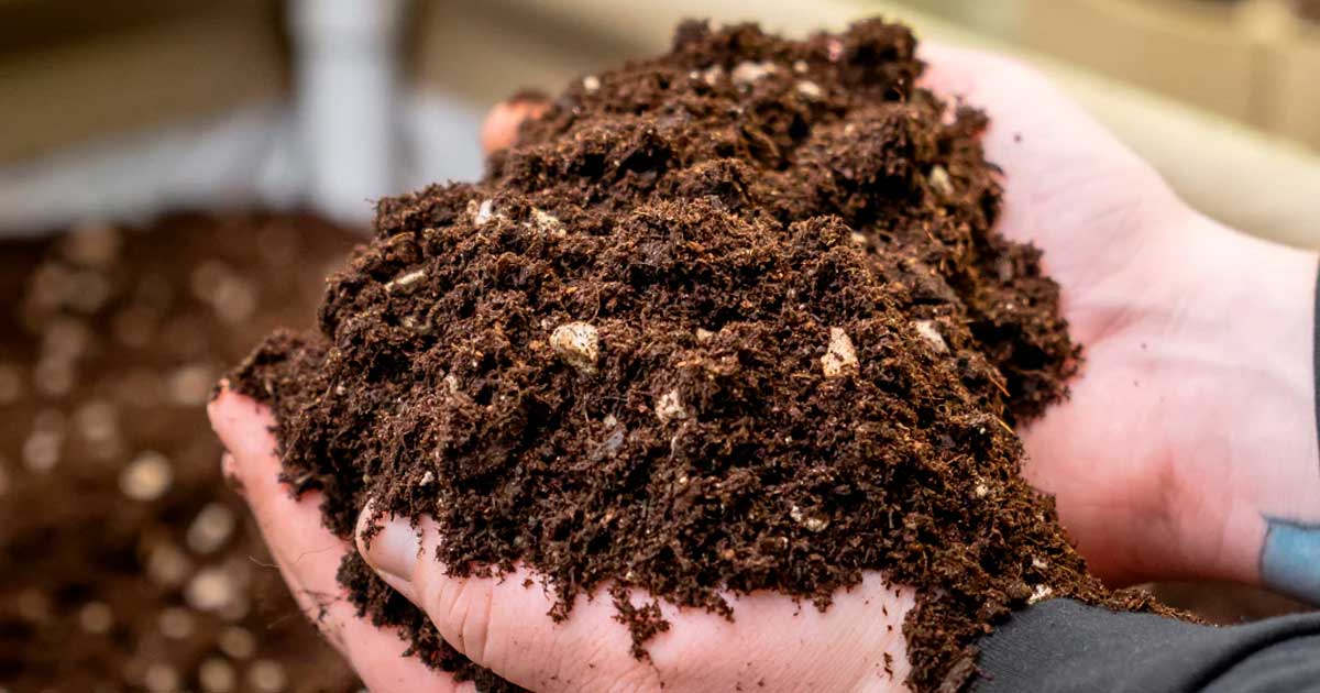 Cannabis del suolo vivente