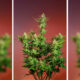 Studio 54 Stardust Auto di Sweet Seeds