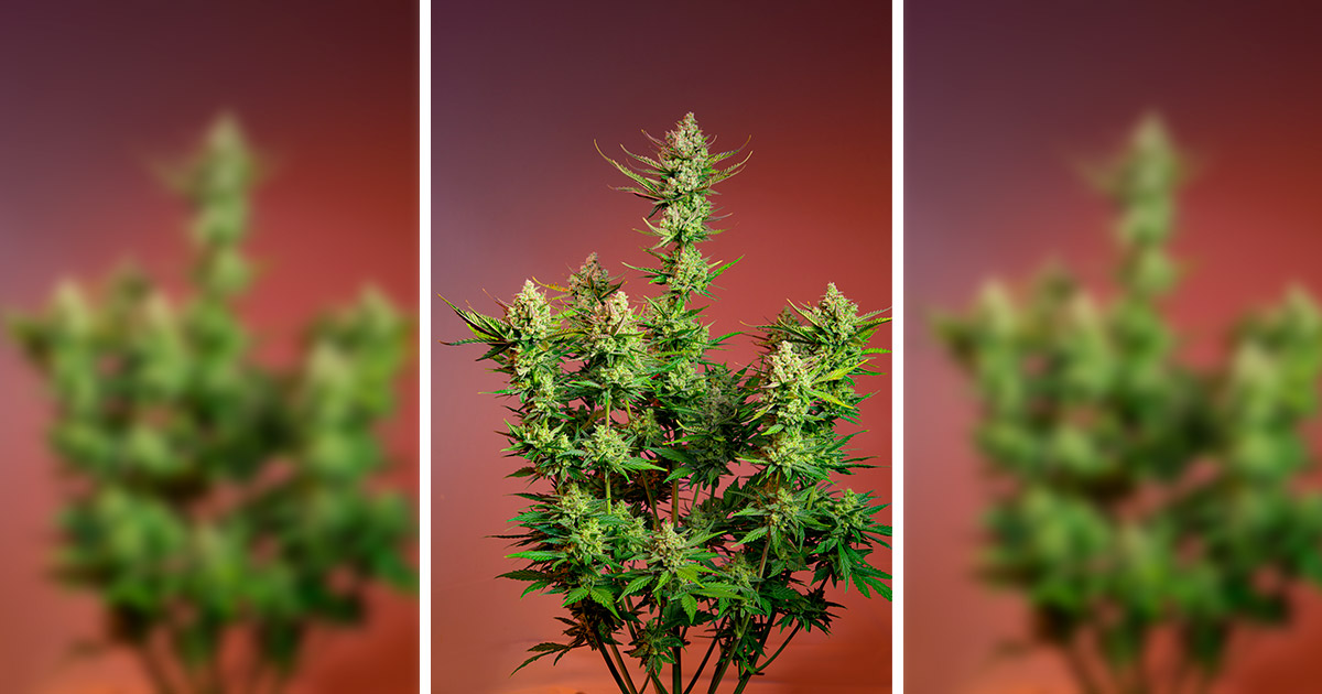 Studio 54 Stardust Auto di Sweet Seeds