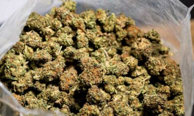 Canapa e CBD in Italia