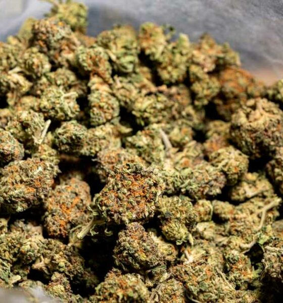 Canapa e CBD in Italia