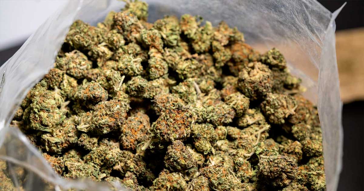 Canapa e CBD in Italia