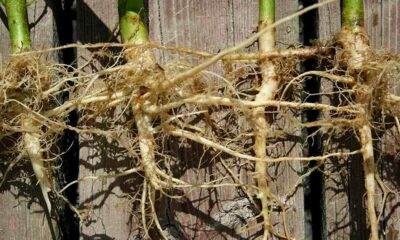 Radici di canapa anticancro