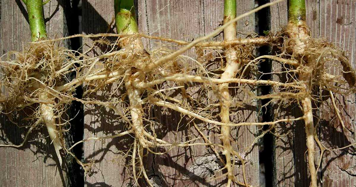 Radici di canapa anticancro