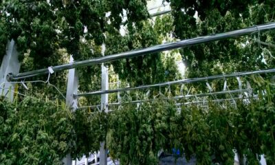 Fine del monopolio di Bedrocan