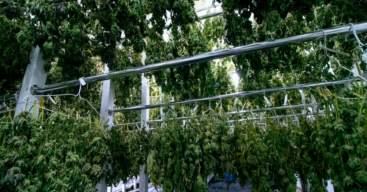 Fine del monopolio di Bedrocan