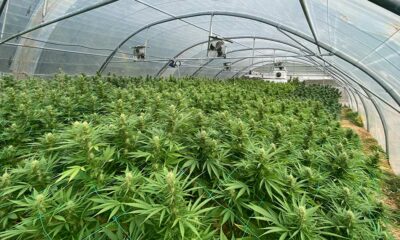 La Francia sacrifica il suo settore CBD