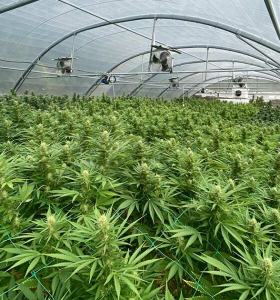 La Francia sacrifica il suo settore CBD