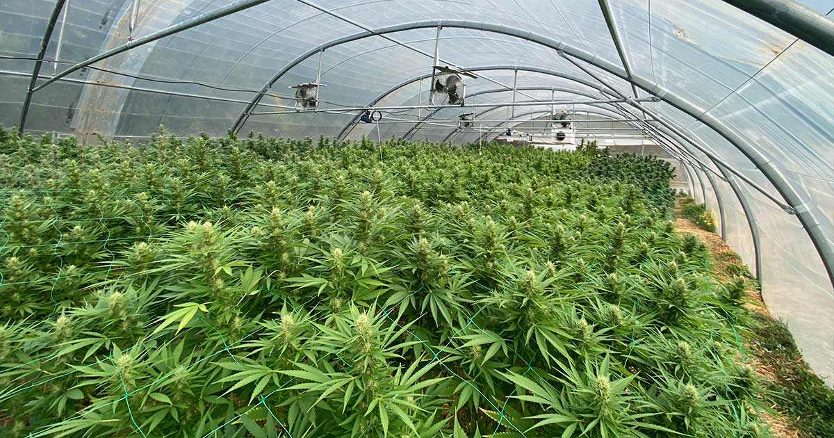 La Francia sacrifica il suo settore CBD