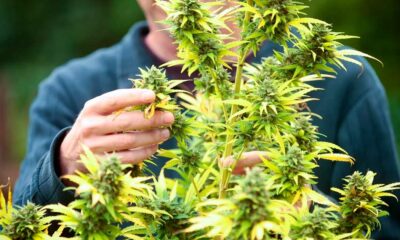 Successo della legalizzazione della cannabis in Francia