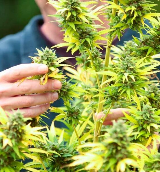 Successo della legalizzazione della cannabis in Francia