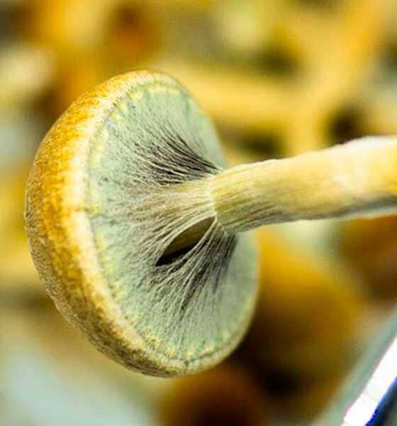 Produzione di psichedelici negli USA nel 2026