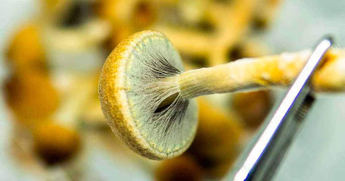 Produzione di psichedelici negli USA nel 2026