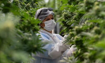 Mercato della cannabis legale in Uruguay nel 2025