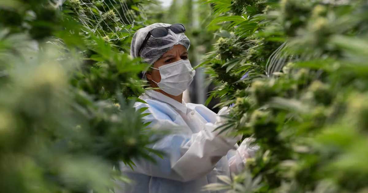 Mercato della cannabis legale in Uruguay nel 2025