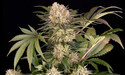 AK-47 dalla Fattoria di Barney