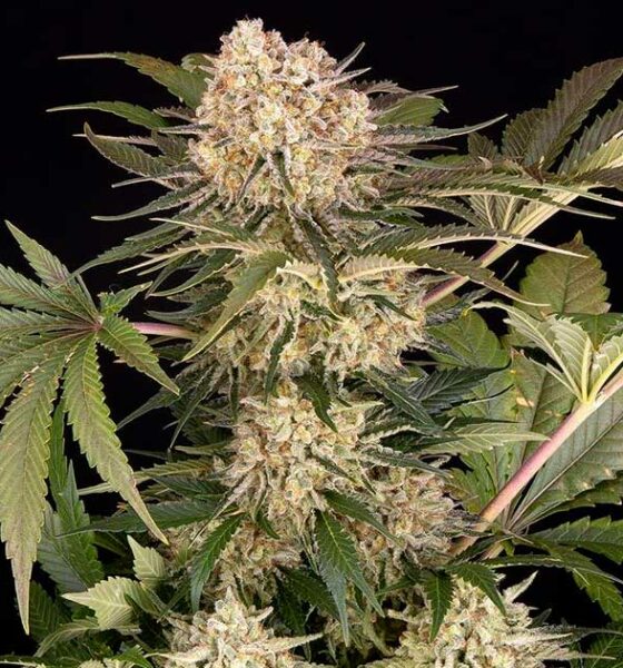 AK-47 dalla Fattoria di Barney