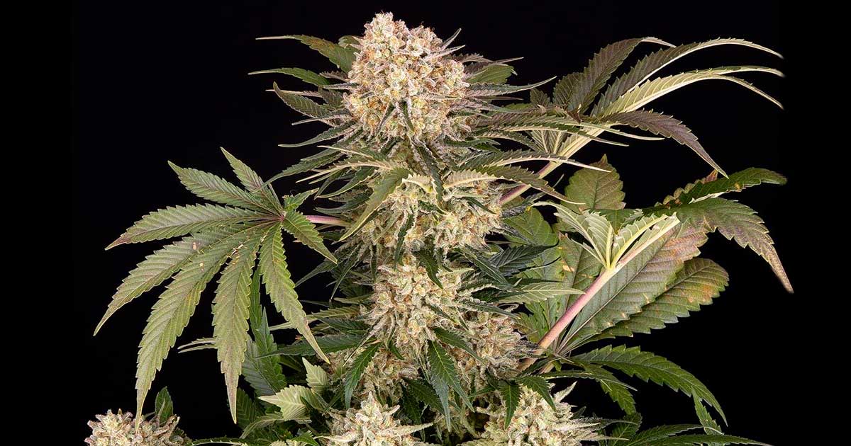 AK-47 dalla Fattoria di Barney