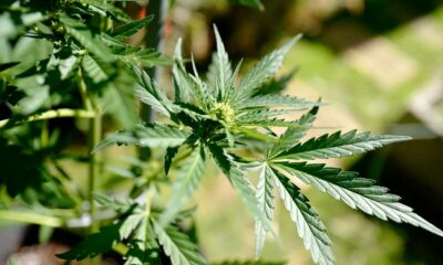 Calendario per la cannabis terapeutica in Francia