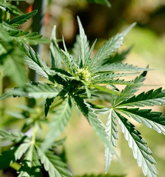 Calendario per la cannabis terapeutica in Francia