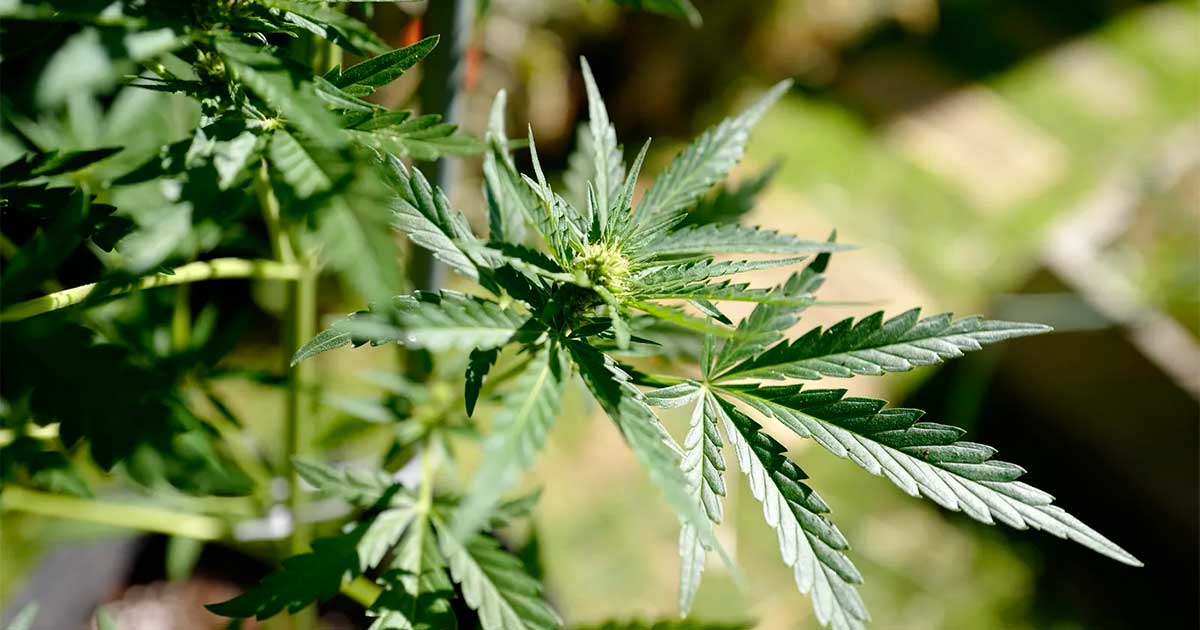 Calendario per la cannabis terapeutica in Francia