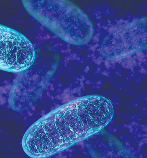 Il CBD e la sua azione sui mitocondri