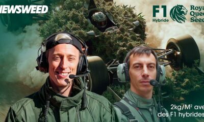 Ibrido F1 di Royal Queen Seeds