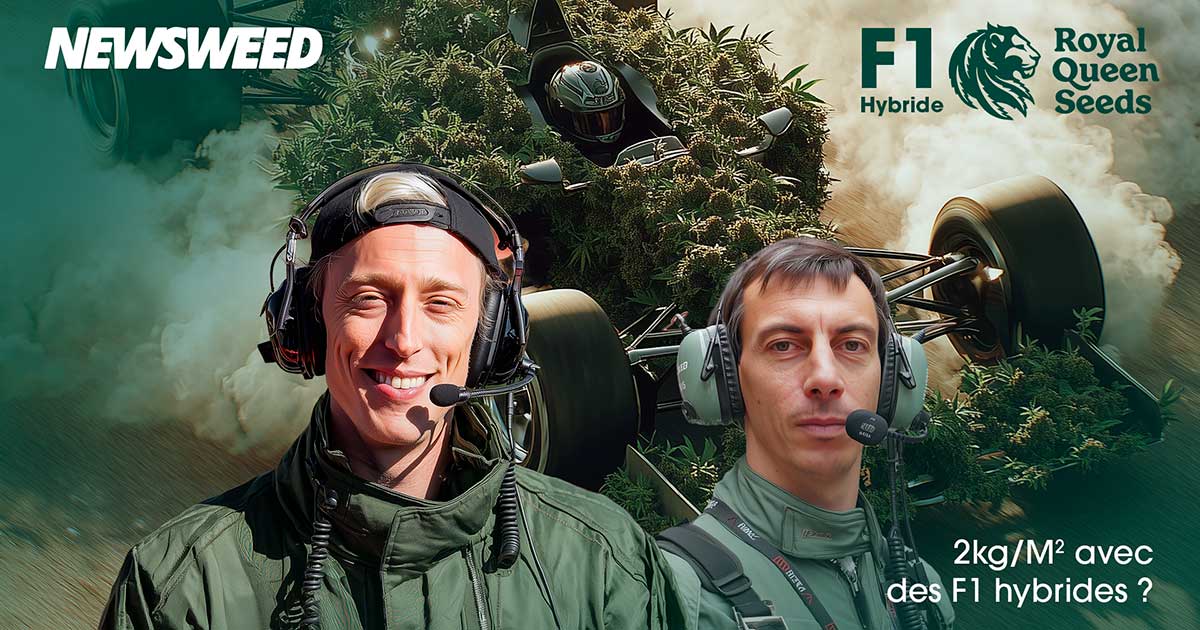 Ibrido F1 di Royal Queen Seeds