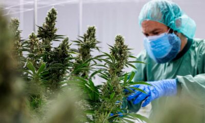Il rimborso della cannabis terapeutica in Francia