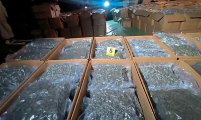 Sequestri di cannabis terapeutica nella Macedonia settentrionale