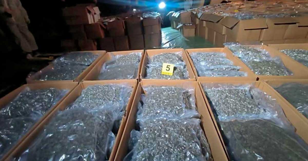 Sequestri di cannabis terapeutica nella Macedonia settentrionale