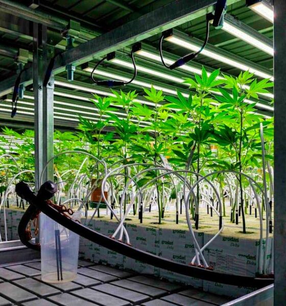 Cannabis medica in Germania nel 2025