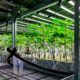 Cannabis medica in Germania nel 2025