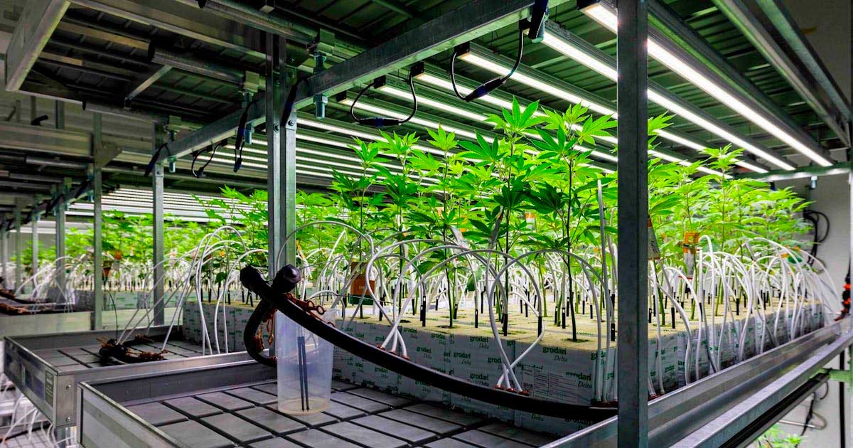 Cannabis medica in Germania nel 2025