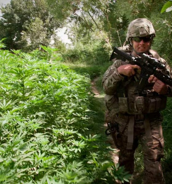 L'esercito americano e la cannabis