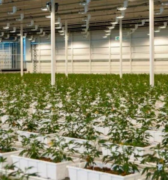 Cannabis medica Aurora