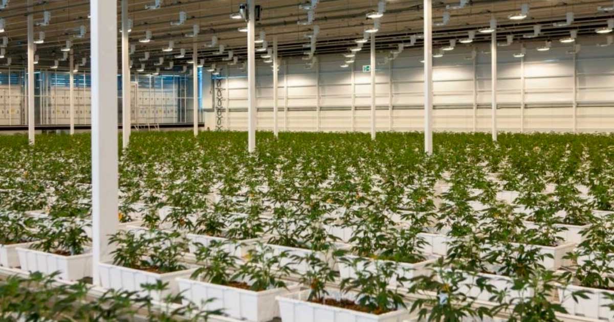 Cannabis medica Aurora