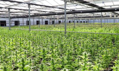 Domanda di cannabis terapeutica in Nuova Zelanda