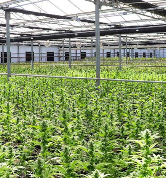 Domanda di cannabis terapeutica in Nuova Zelanda