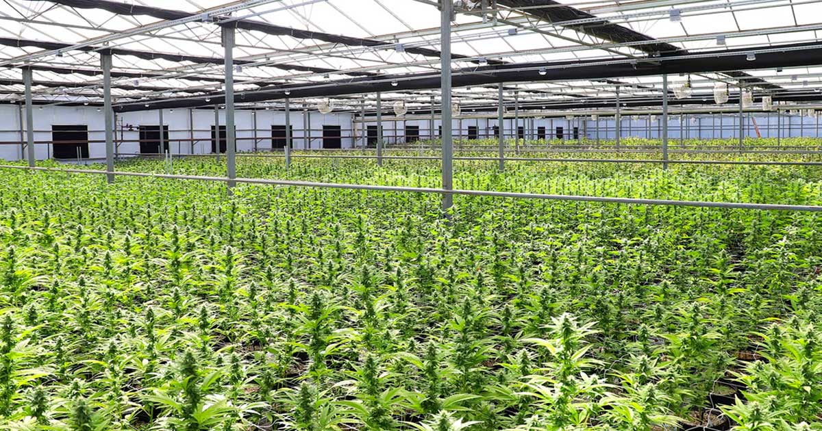 Domanda di cannabis terapeutica in Nuova Zelanda