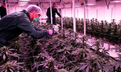 Licenze di cannabis nella Macedonia settentrionale