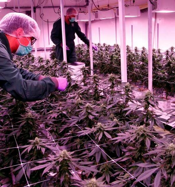 Licenze di cannabis nella Macedonia settentrionale