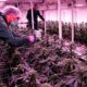 Licenze di cannabis nella Macedonia settentrionale