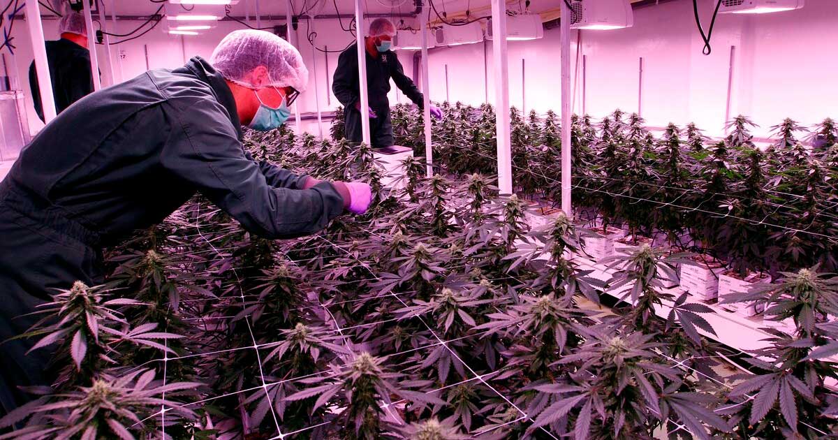 Licenze di cannabis nella Macedonia settentrionale